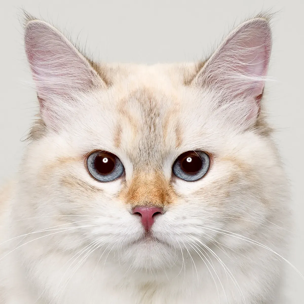 ブリーダー 猫 サイベリアン：ふわふわ賢い子猫との【確実】な出会いを実現する方法